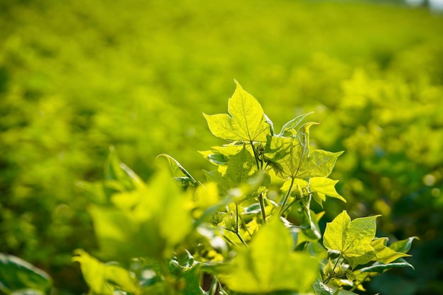 Campo de algodón verde indio India