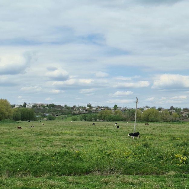 Un campo con algunas vacas y algunas casas al fondo.