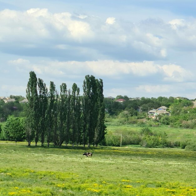 Un campo con algunos árboles y algunas casas al fondo.