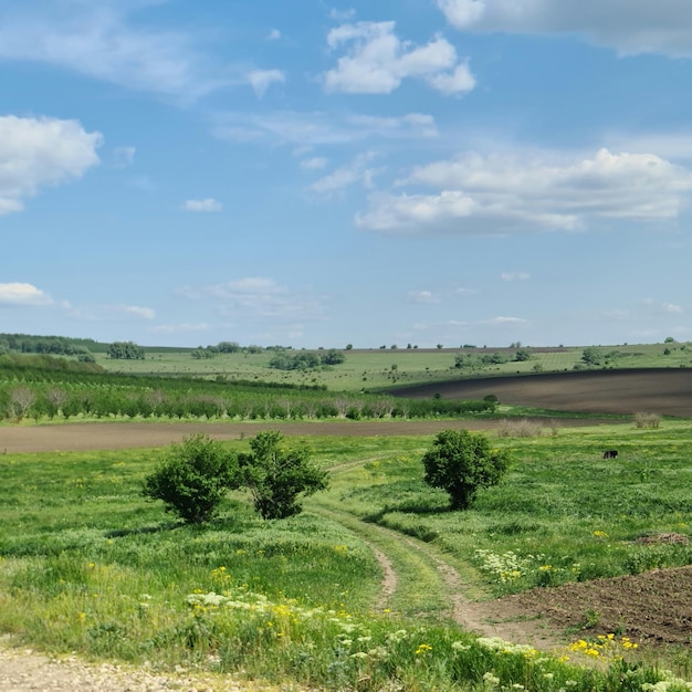 Un campo con algunos árboles y un cielo azul con nubes.