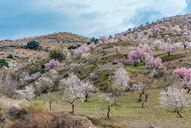 Campo con almendros en flor en la Alpujarra