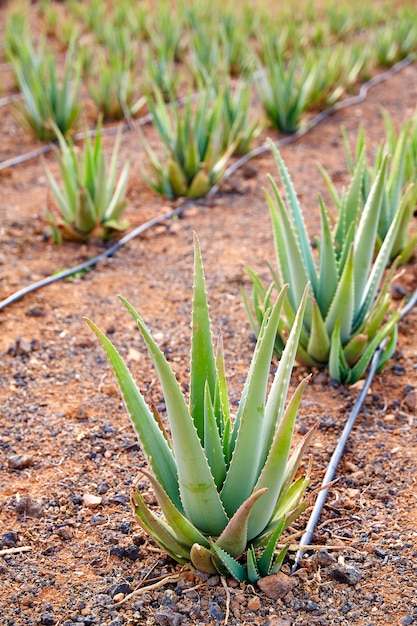 Campo de aloe vera en canarias españa