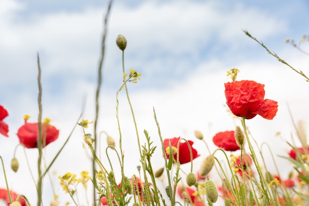 Campo de amapola común Papaver rhoeas