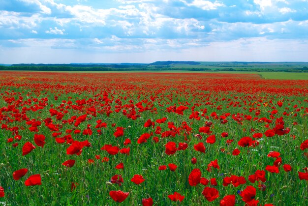 En el campo de amapolas. Composición de la naturaleza.