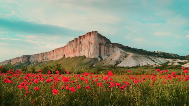 Campo de amapolas contra el fondo de la montaña rocosa