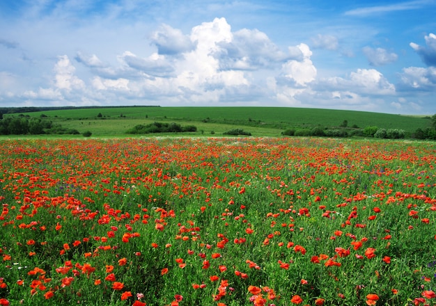 Campo de amapolas en día nublado