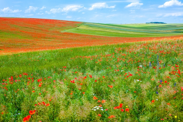 Campo de amapolas en un día soleado