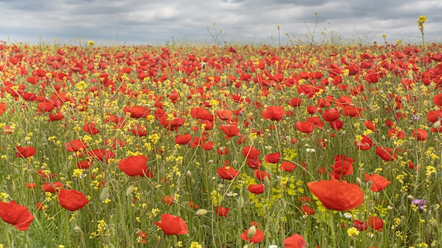 Campo de amapolas en un día soleado