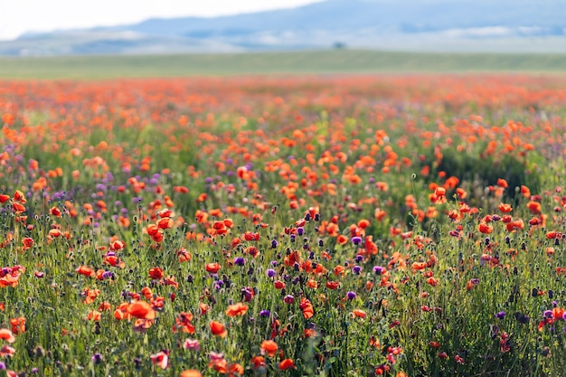 Un campo de amapolas en flor. Fondo floral