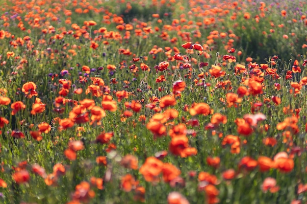 Un campo de amapolas en flor. Fondo floral