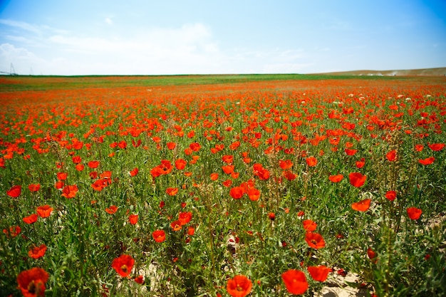 Campo de amapolas. Un hermoso campo de amapolas en flor. Naturaleza