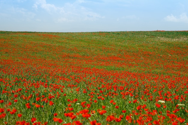 Campo de amapolas. Un hermoso campo de amapolas en flor. Naturaleza