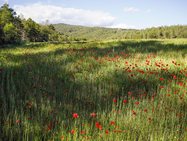 Campo de amapolas entre luz y sombra