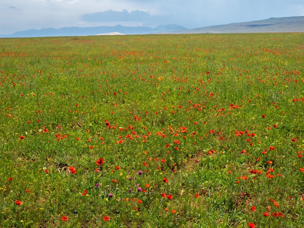 Un campo con amapolas de montaña. Fondo de manantial natural.