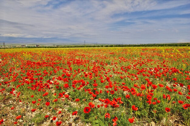 Campo de amapolas en las montañas del Cáucaso