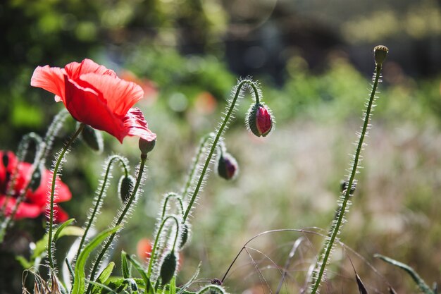 Campo de amapolas en una puesta de sol. Etapa de floración de amapolas