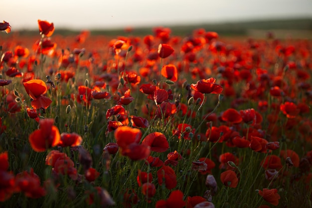 Campo de amapolas en una puesta de sol de verano. enfoque suave