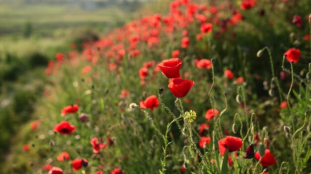 Campo de amapolas en una puesta de sol.