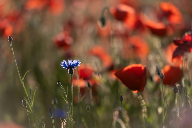 Campo de amapolas rojas y acianos azules a la luz del atardecer