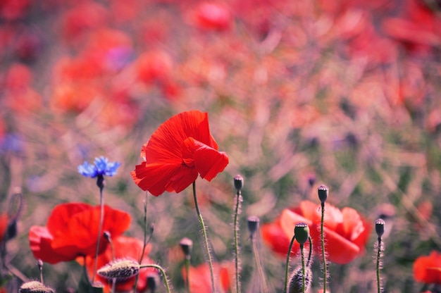 Campo con amapolas rojas y acianos.