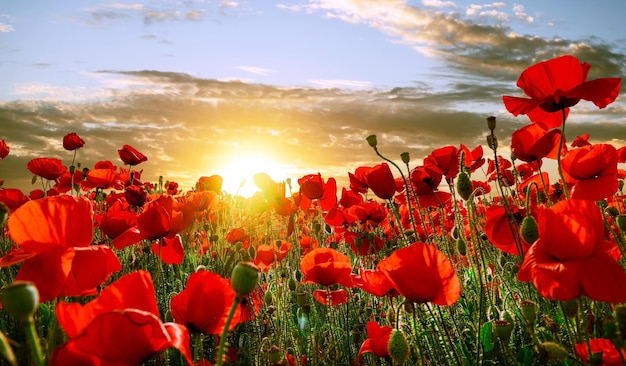 Campo de amapolas rojas al atardecer con los últimos rayos del sol