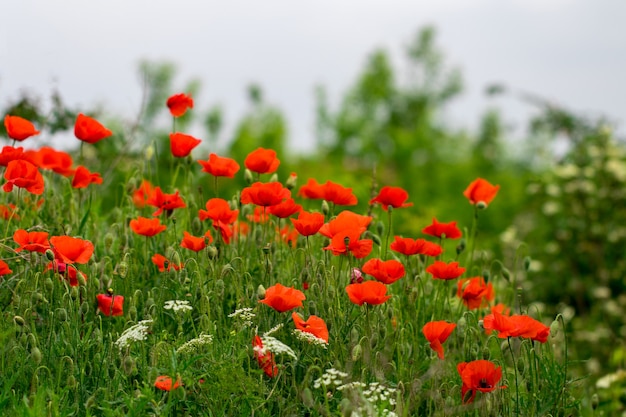 Campo de amapolas rojas brillantes en verano.