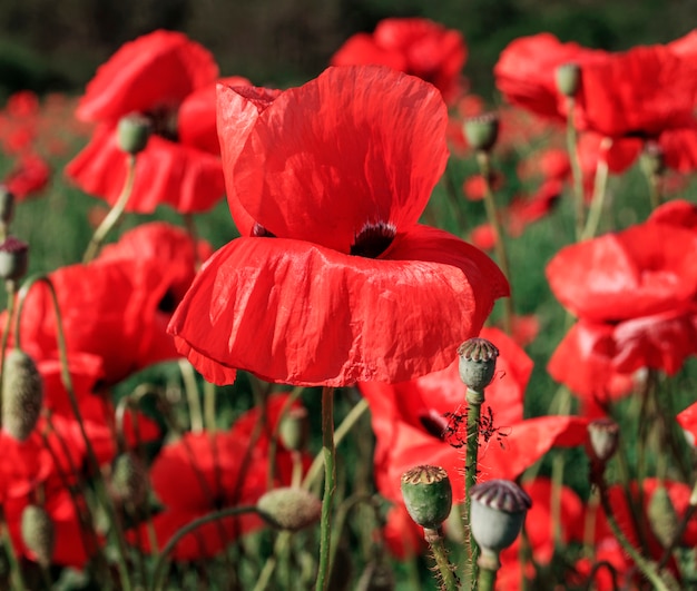 Campo con amapolas rojas en flor