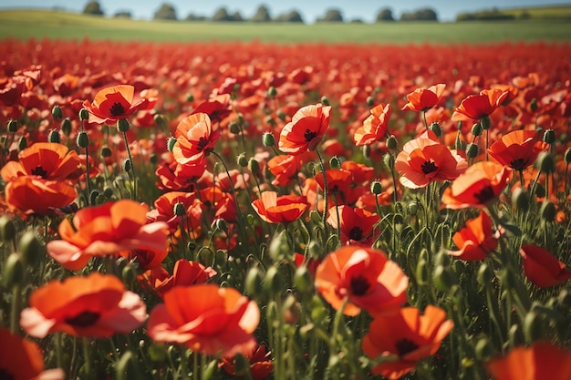 El campo de amapolas rojas florece en primavera.