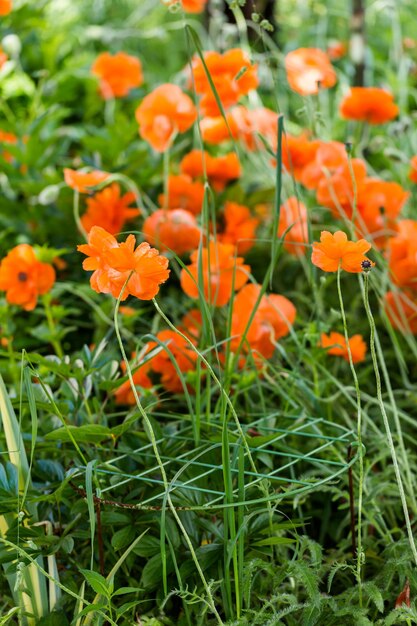 Campo de amapolas rojas florecientes a principios de verano.