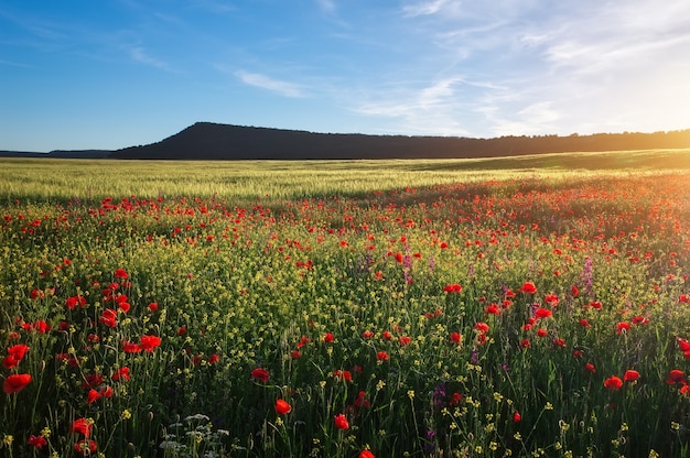 Campo con amapolas rojas, flores de colores contra el cielo del atardecer