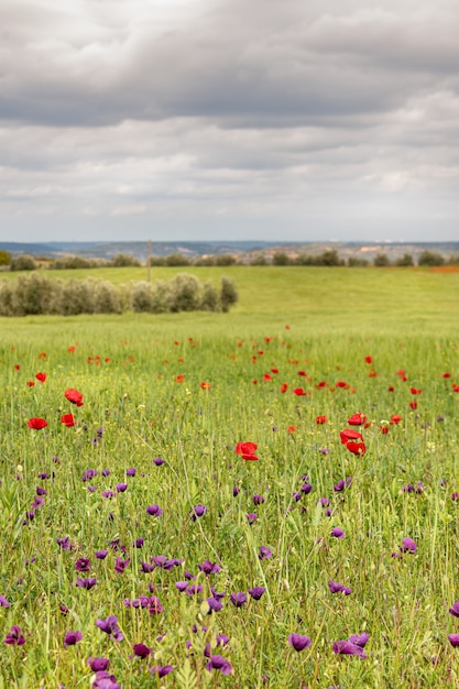 Campo de amapolas rojas y olivo