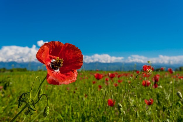 Campo de amapolas rojas