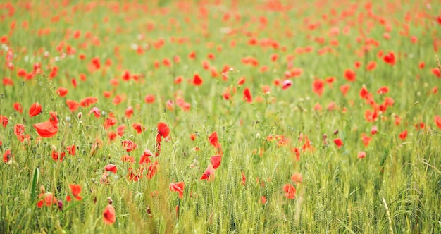 Campo de amapolas silvestres rojas que crecen en trigo verde sin madurar