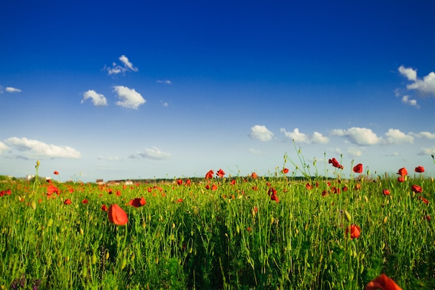 Campo de amapolas sobre cielo azul con sol