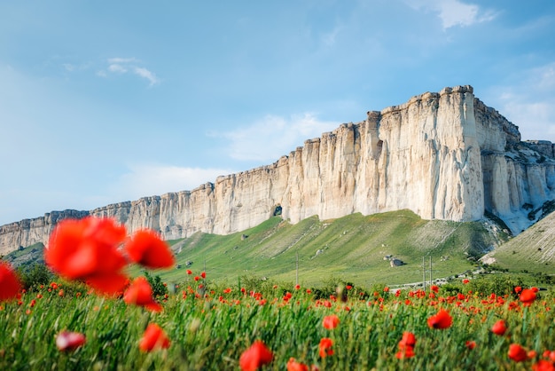 Campo de amapolas con el telón de fondo de las montañas rocosas, Belaya Skala, Belogorsk, Crimea