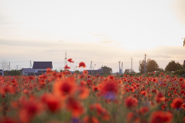 Campo de amapolas de verano al atardecer Fondo de naturaleza