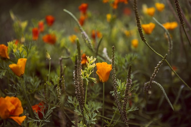 Un campo de amapolas verdes con tallos.