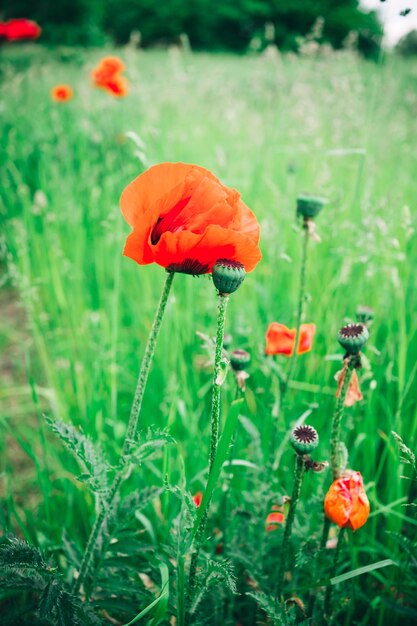 Campo de amapolas vivos. Hermosas flores de amapola roja en lana verde crecen en el campo