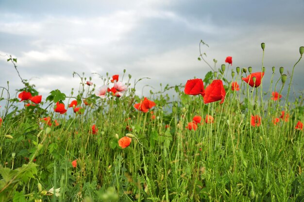 Foto campo de amapolas