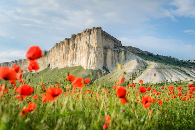 Campo de amapolas