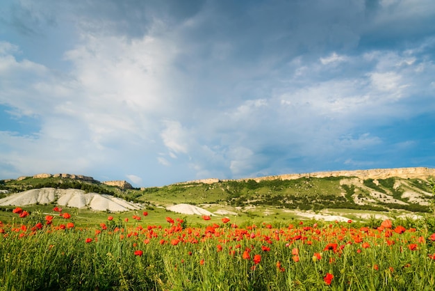 Campo de amapolas