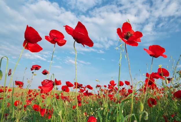 en campo de amapolas