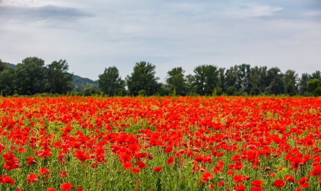 Foto campo de amapolas