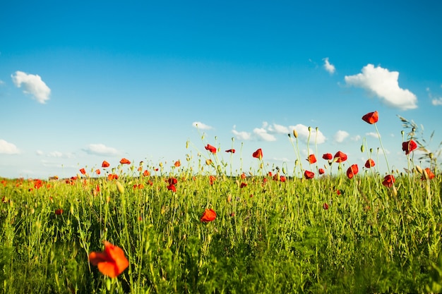 Campo de amapolas