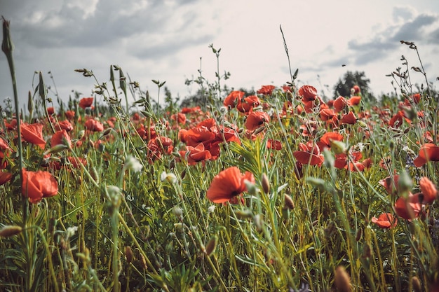 Campo de amapolas