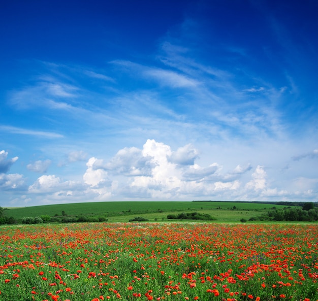 Campo de amapolas