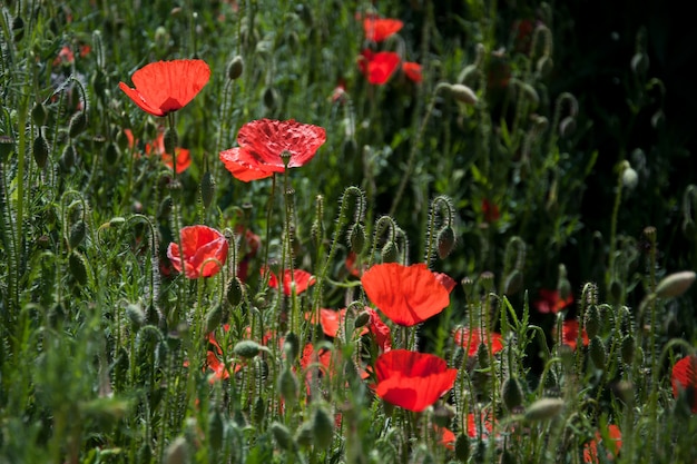 Campo de amapolas