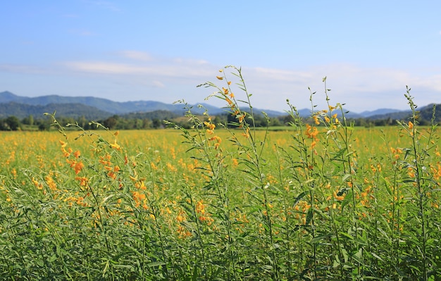 Campo amarelo bonito do Sunhemp da flor com as montanhas no dia ensolarado.