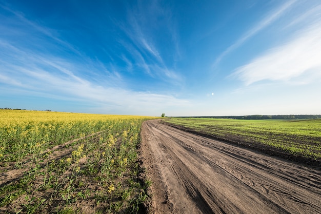 Campo amarelo, céu azul e sol.