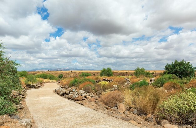 Campo amarelo com belas nuvens ao fundo, Israel